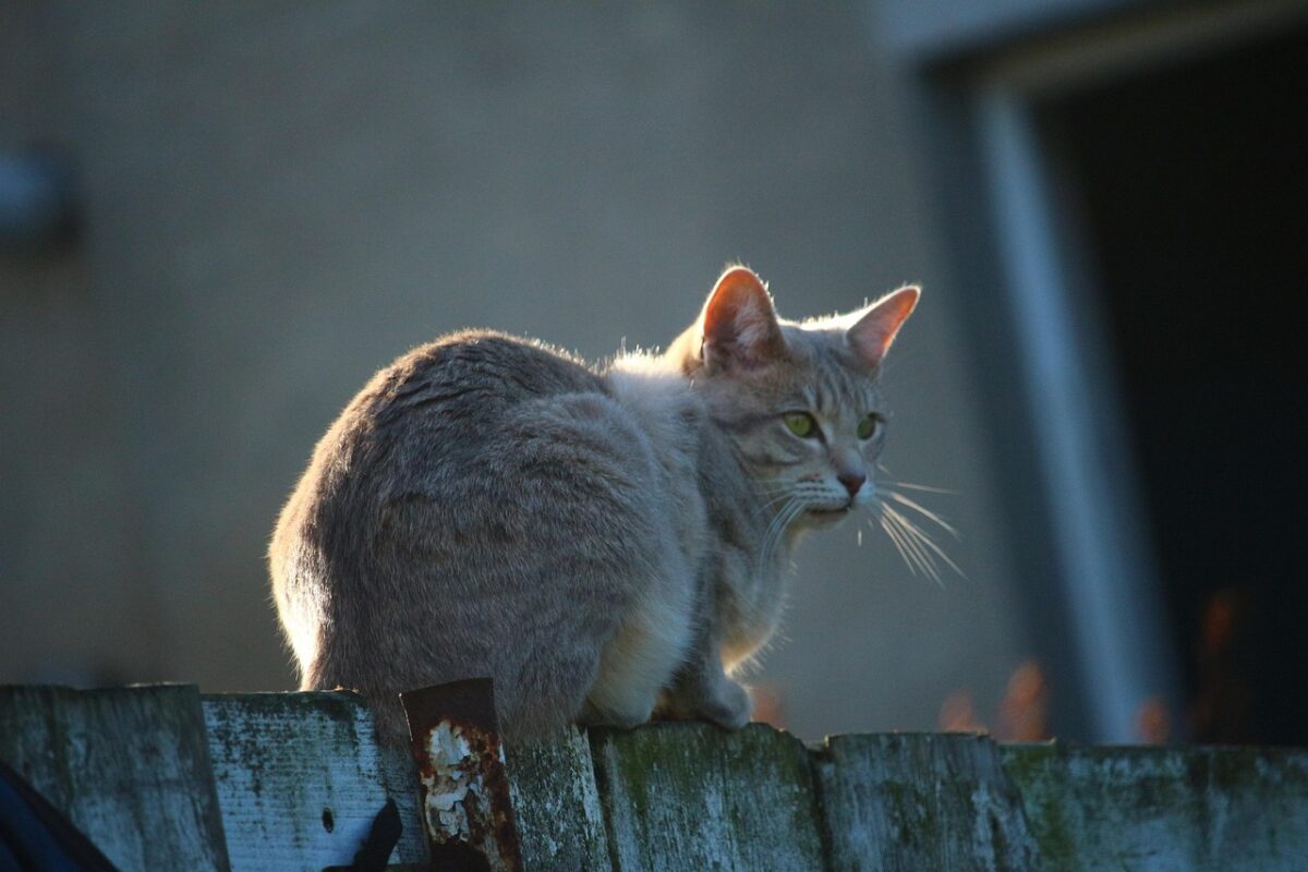 cat, pet, animal, fence, kitten, breed cat, mackerel