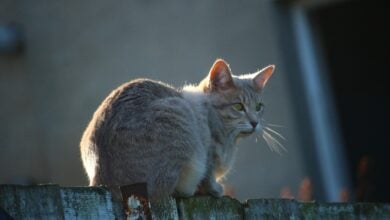 cat, pet, animal, fence, kitten, breed cat, mackerel