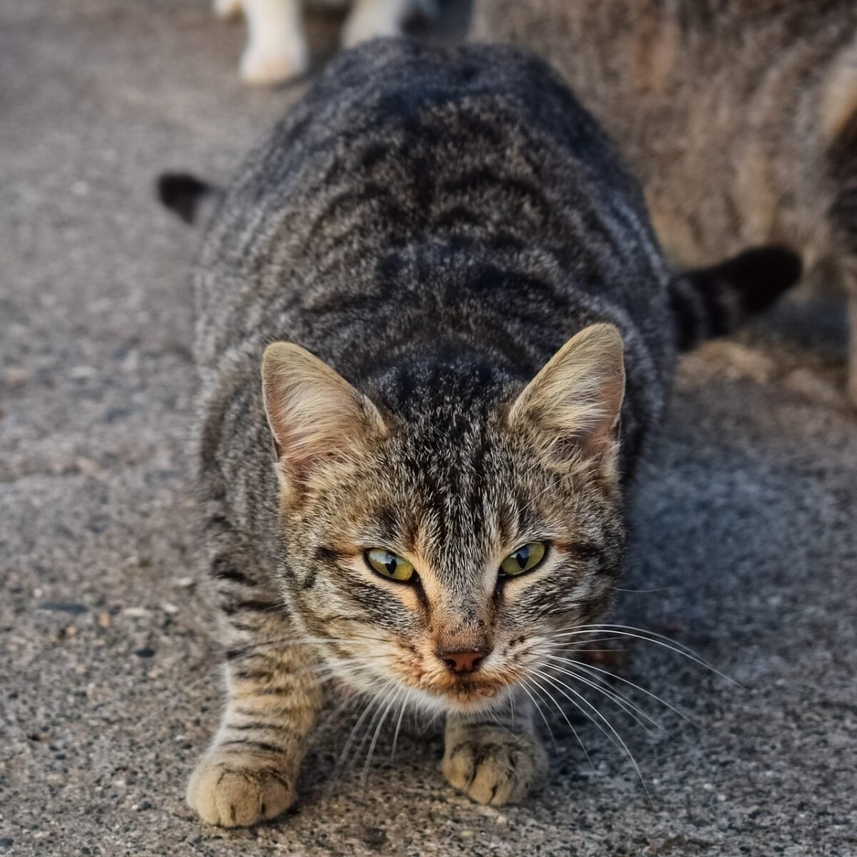 cat, feral, street, homeless, animal, nature, kitten, stray, young, pet, tabby, eyes, looking, suspicious, striped, grey
