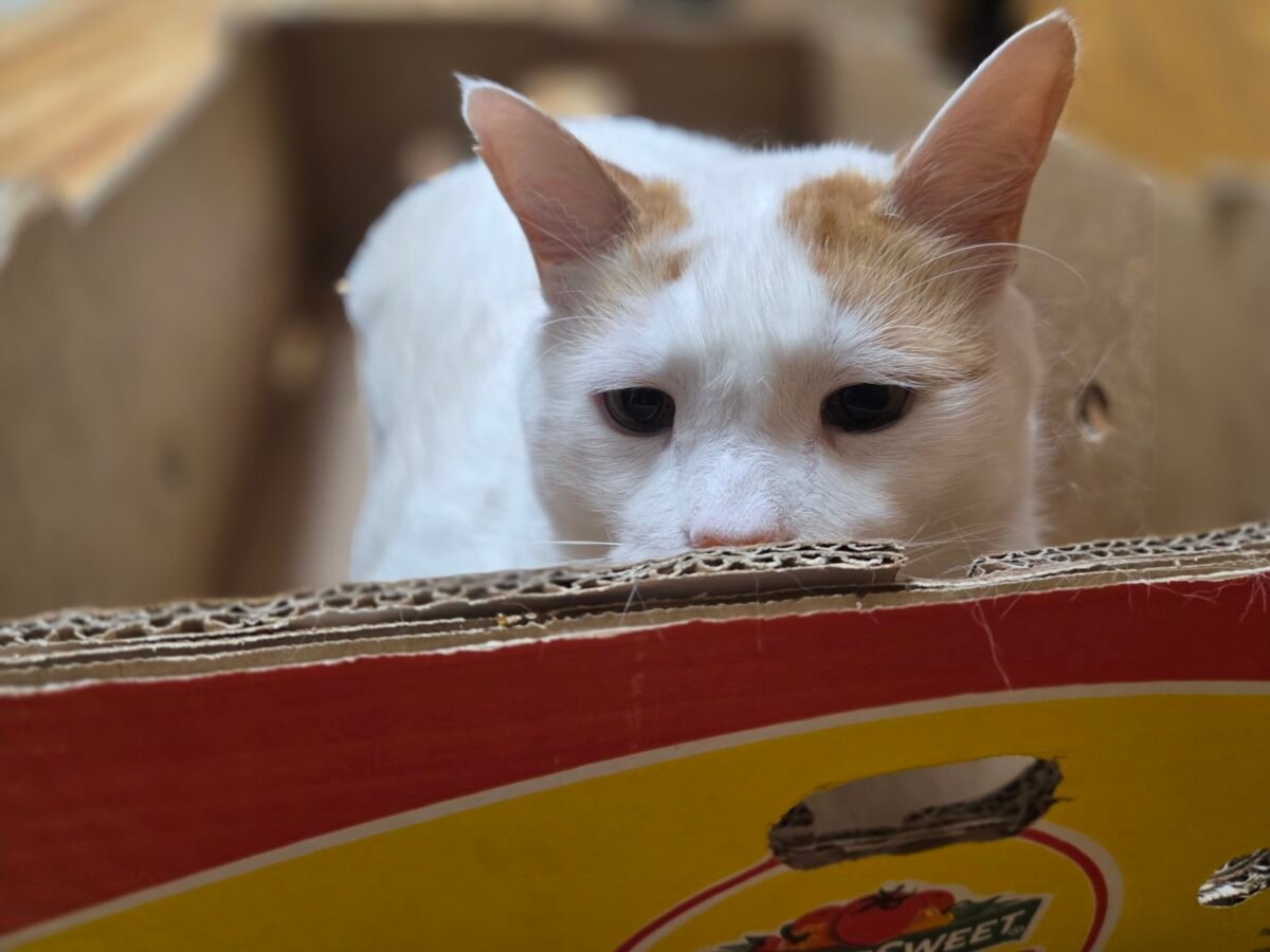 A white cat with orange ears in a cardboard box