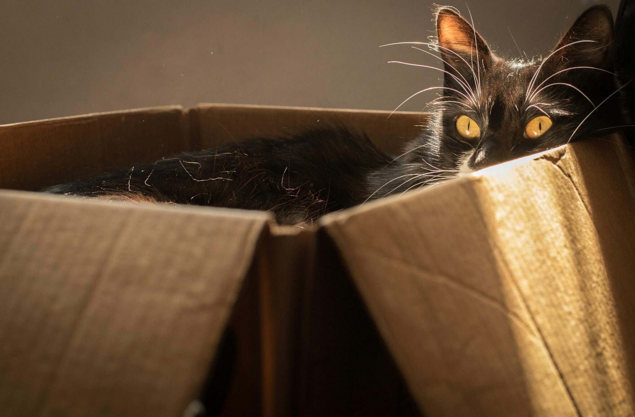 Why Do Cats Like Boxes? The Real Reasons Behind the Cardboard Obsession ...