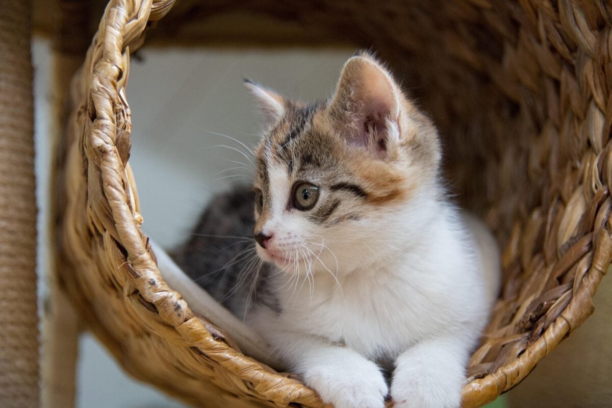 cat, kitten, feline, young, nature, scratch tree, relaxed, mammal, pet, animal