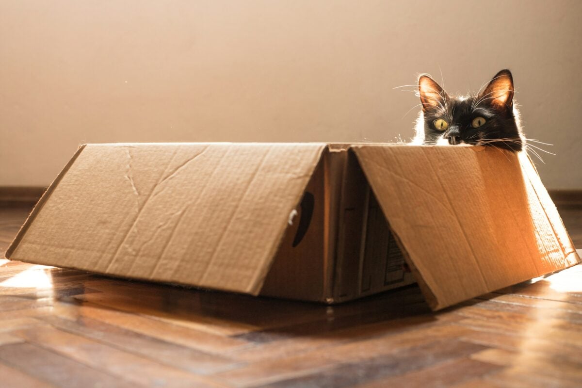 Cat looking from inside a box.