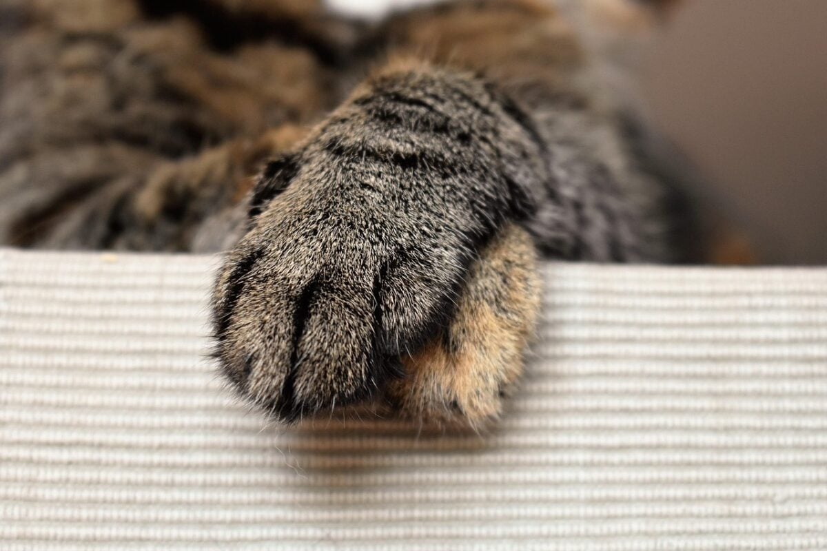 cat paws, animal paw, cat's paw, nature, paw, animal, domestic animal, paw print, close up, fur, foot, domestic cat, mackerel