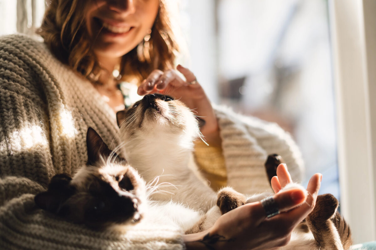 Two cats sitting in a woman's lap.