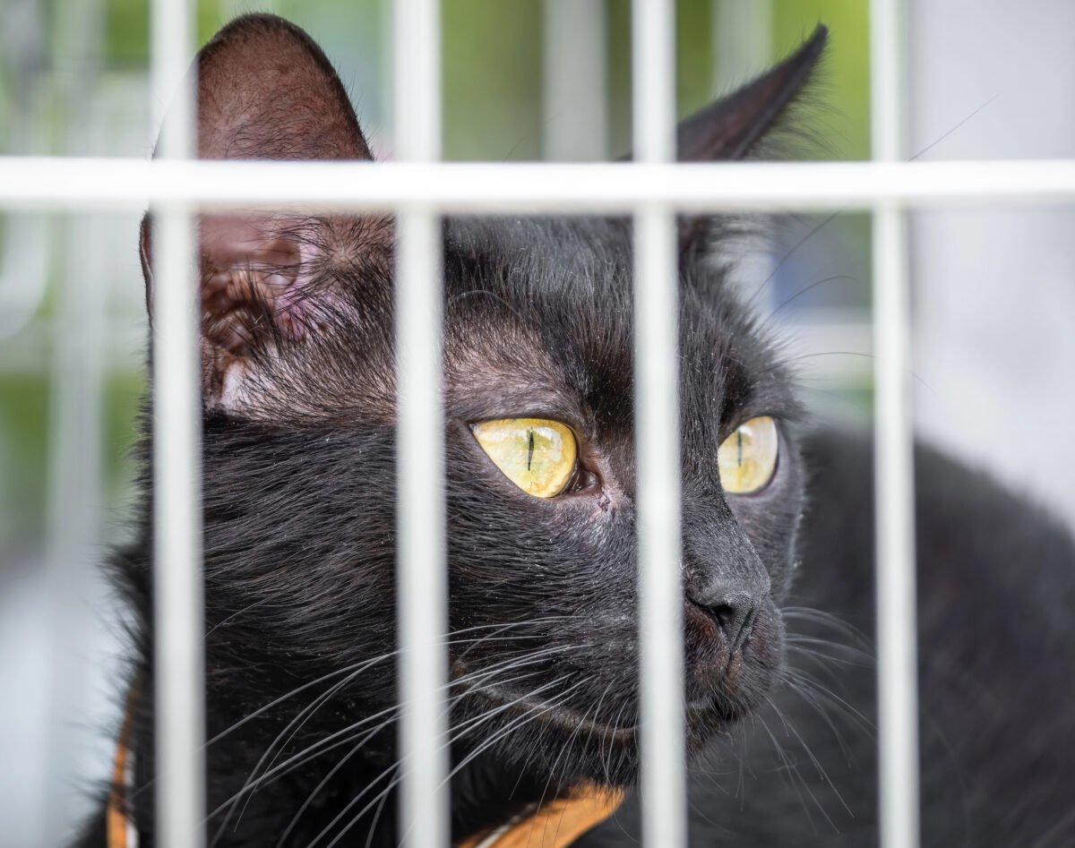 Close up detail with the head of a black cat in a cage looking through the metal bars.