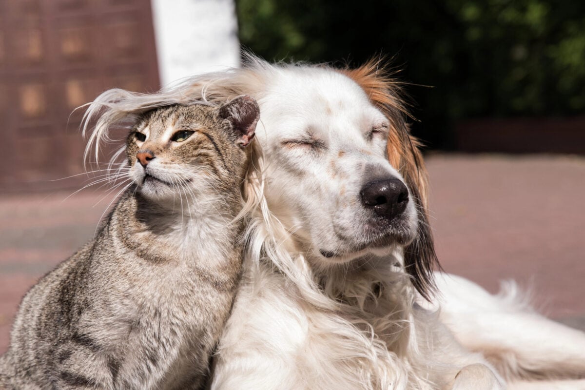 A Tabby cat and dog loving each other outside.