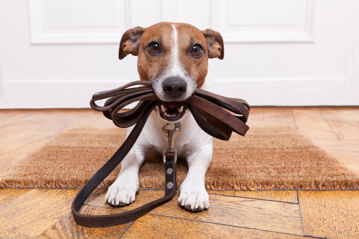 Jack Russell Terrier holding a leash in its mouth wanting to go outside.