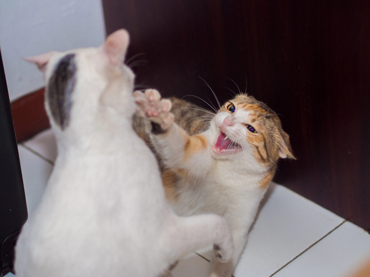 Fighting Cat with Fang Shown