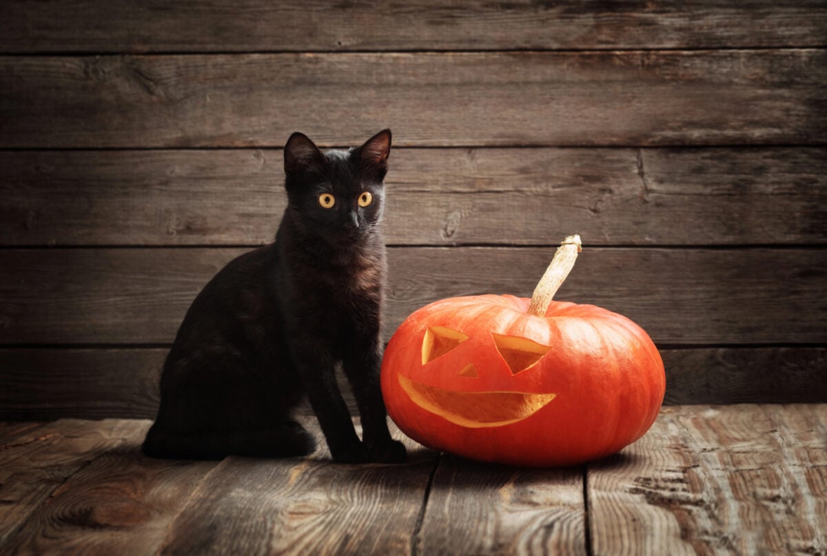 Halloween pumpkin and black cat on wooden background
