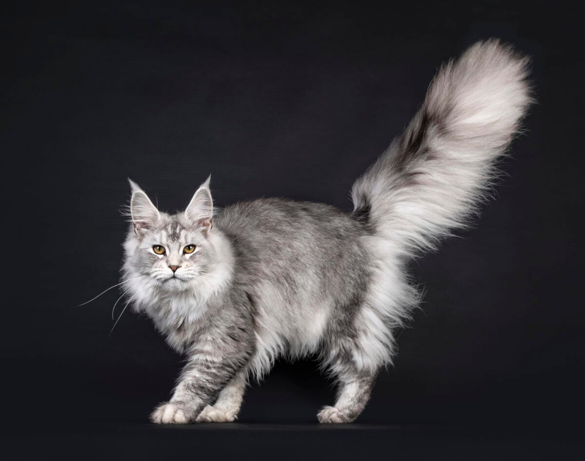 Silver tabby Maine Coon cat looking straight at camera on black background.