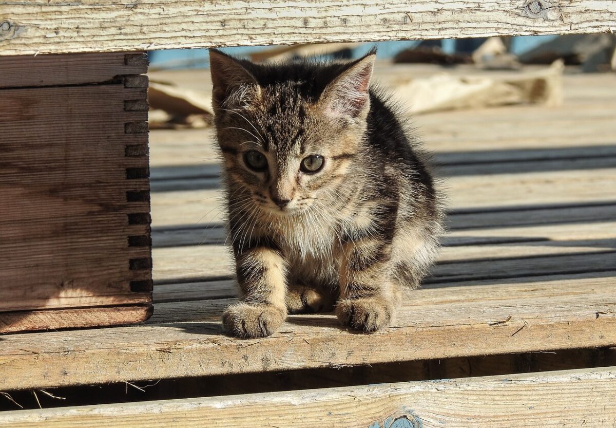 kitten, cat, pet, animal, cute, feline, adorable, playful, furry, kitty, portrait, domestic, young, fur, mammal, nature, wildlife, countryside, outside, brown cat, brown pets