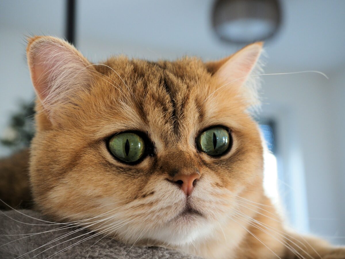 British Shorthair cat with round face and ears.