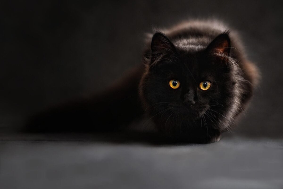 Maine Coon black cat in dim light.
