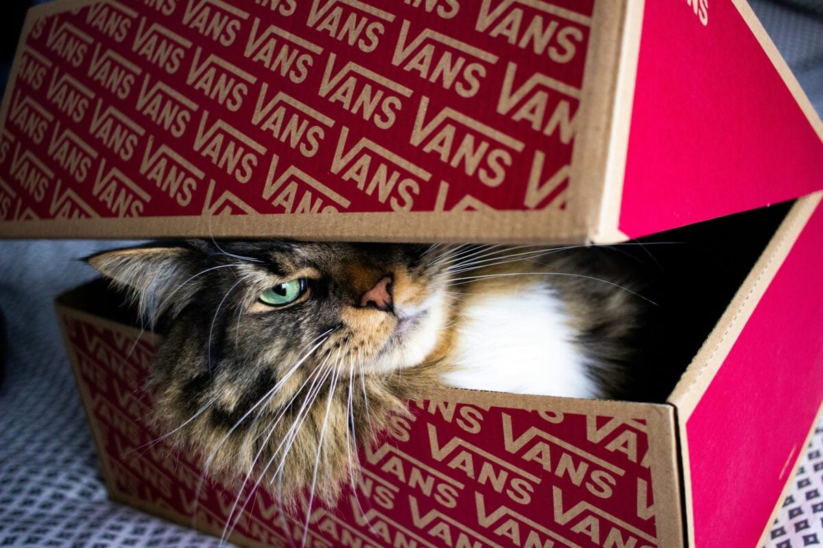 A cat in a tiny shoe box
