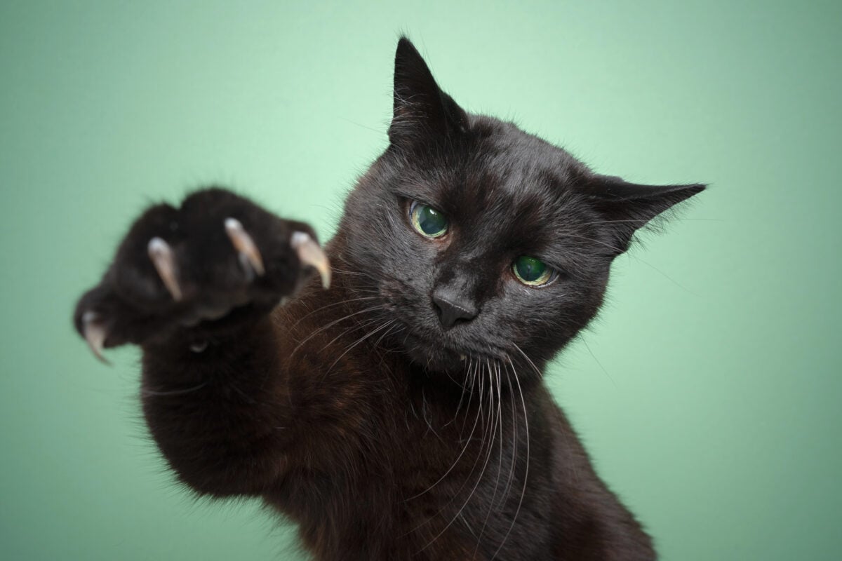 playful black cat raising paw showing claws on mint green background