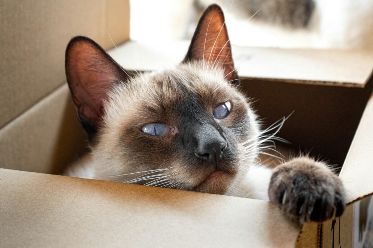 Siamese cat poking head out of a box