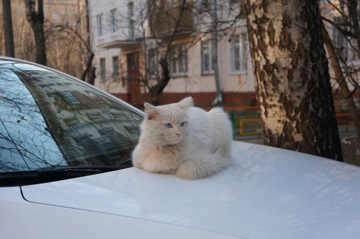 spring, cat, cats, white cat, street cat, an outdoor cat, animal, pet, beautiful cat, animals, outdoor cat, resting, machine, nature, the white car