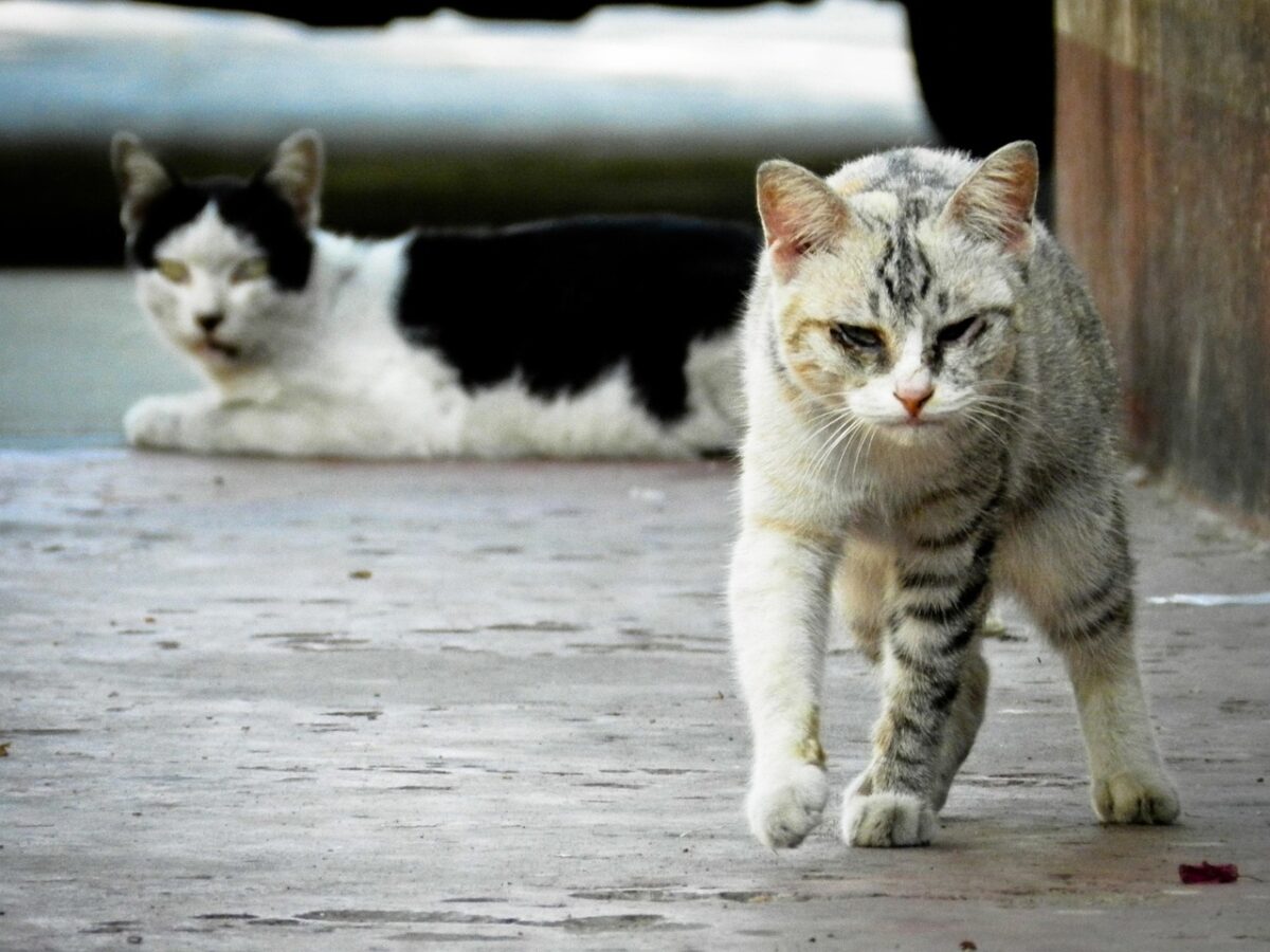 stray cat, cat, feline, homeless, fur, pet, kitten, striped, animal, wildlife, wild, nature, mammal, species, outdoors, stray, gray cat