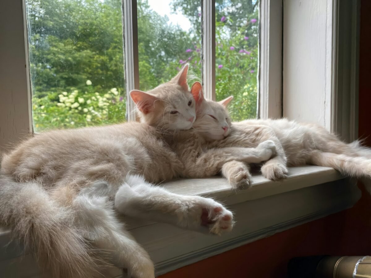 Two orange cats sleeping snuggled up on a windowsill.