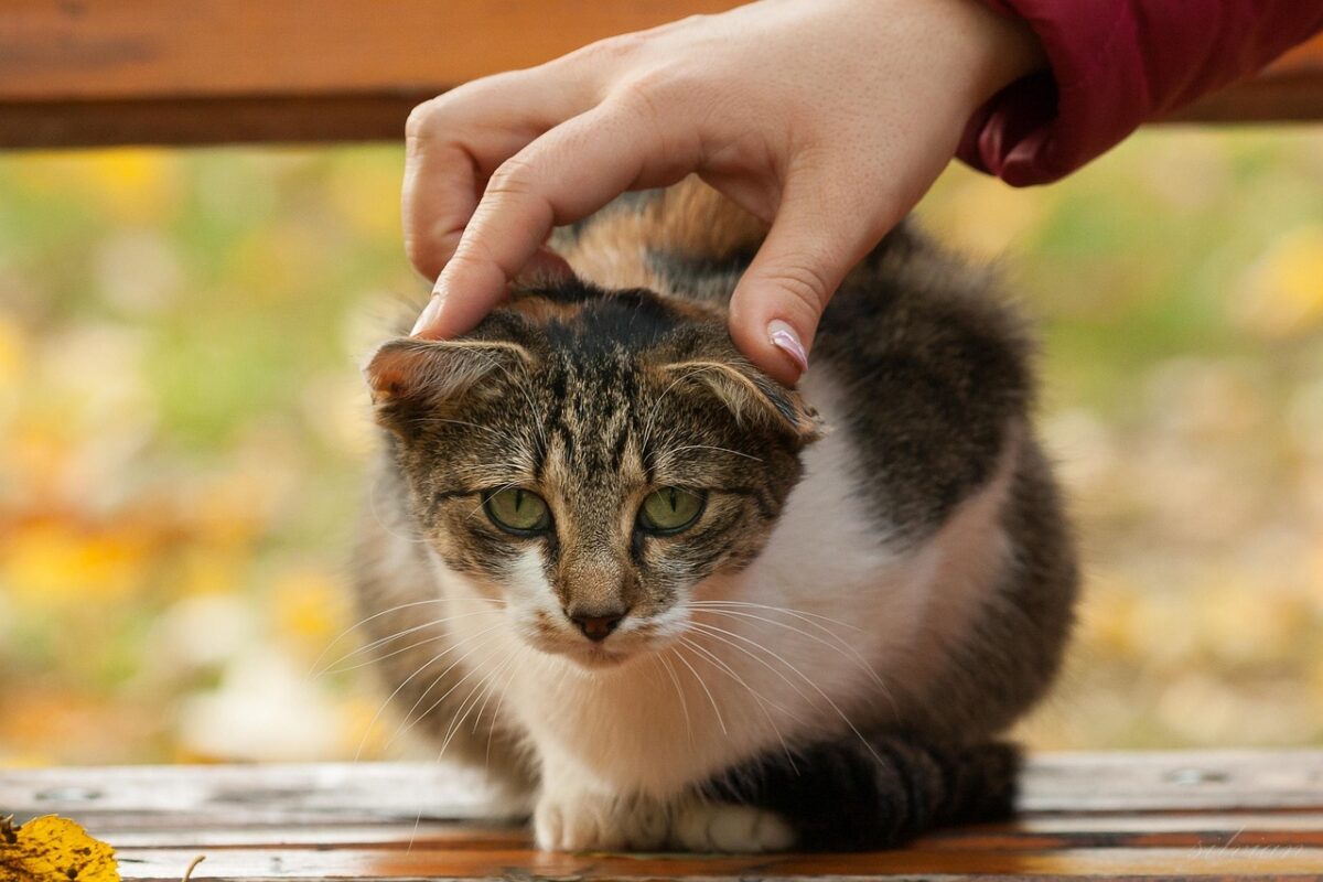 the cat, the autumn, the bank, hands, funny, leaves, nature, outside, tomcat, park
