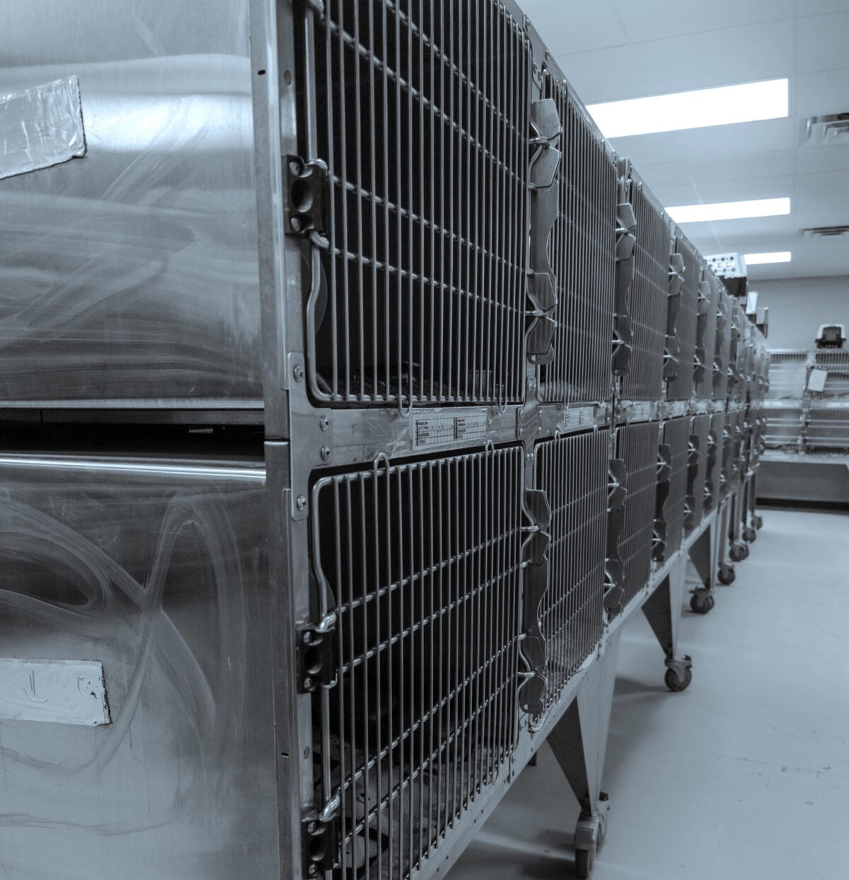 The space shows a row of metal cages used for holding animals at a veterinary clinic. The cages are organized on stands with wheels for easy movement and care.