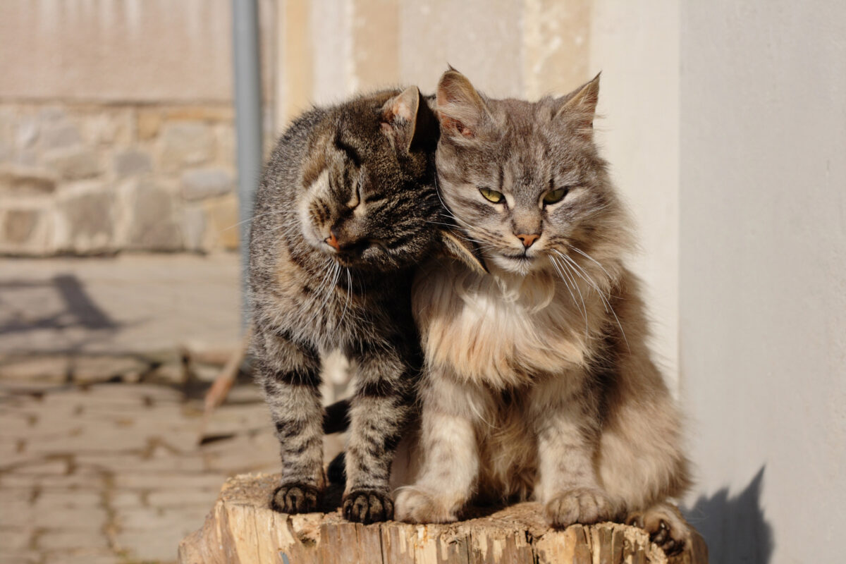 Two cats sitting together.