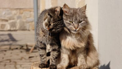 Two cats sitting together.