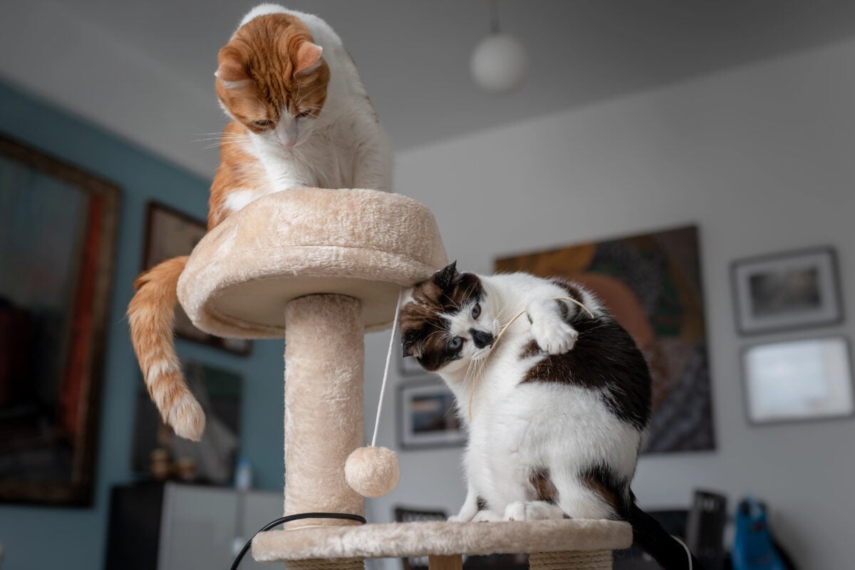 Two domestic cats play in a scratching tower
