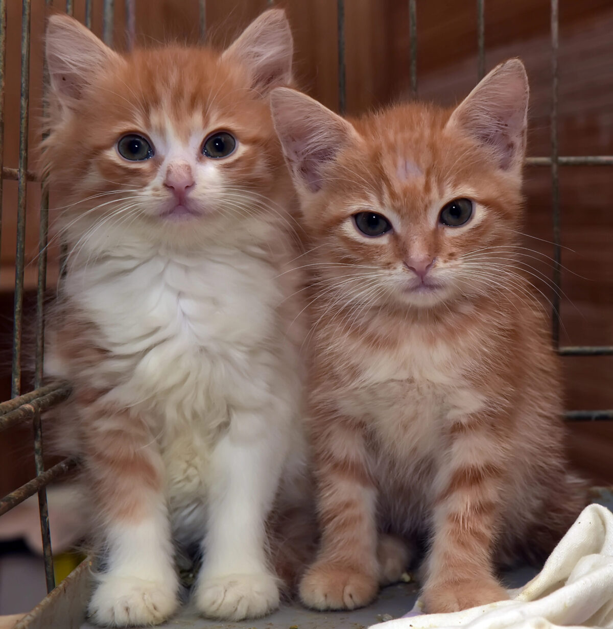 two red kittens in a cage in a shelter