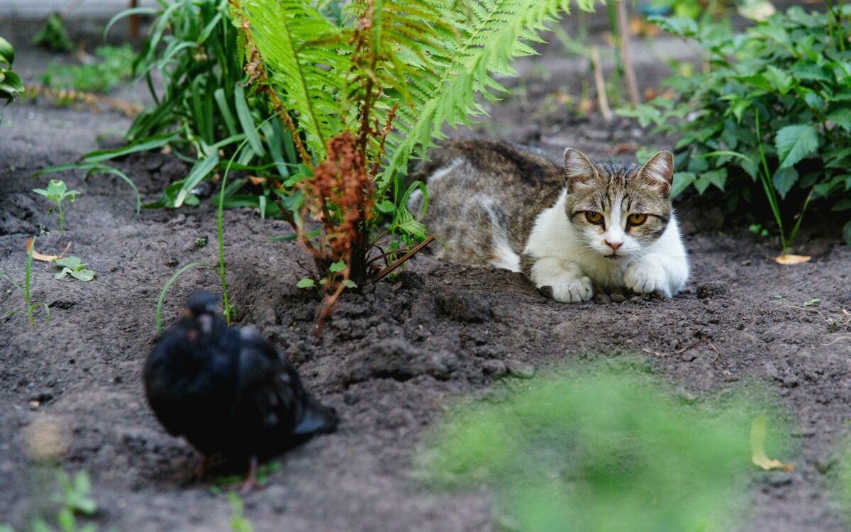 cat stalking a bird outside