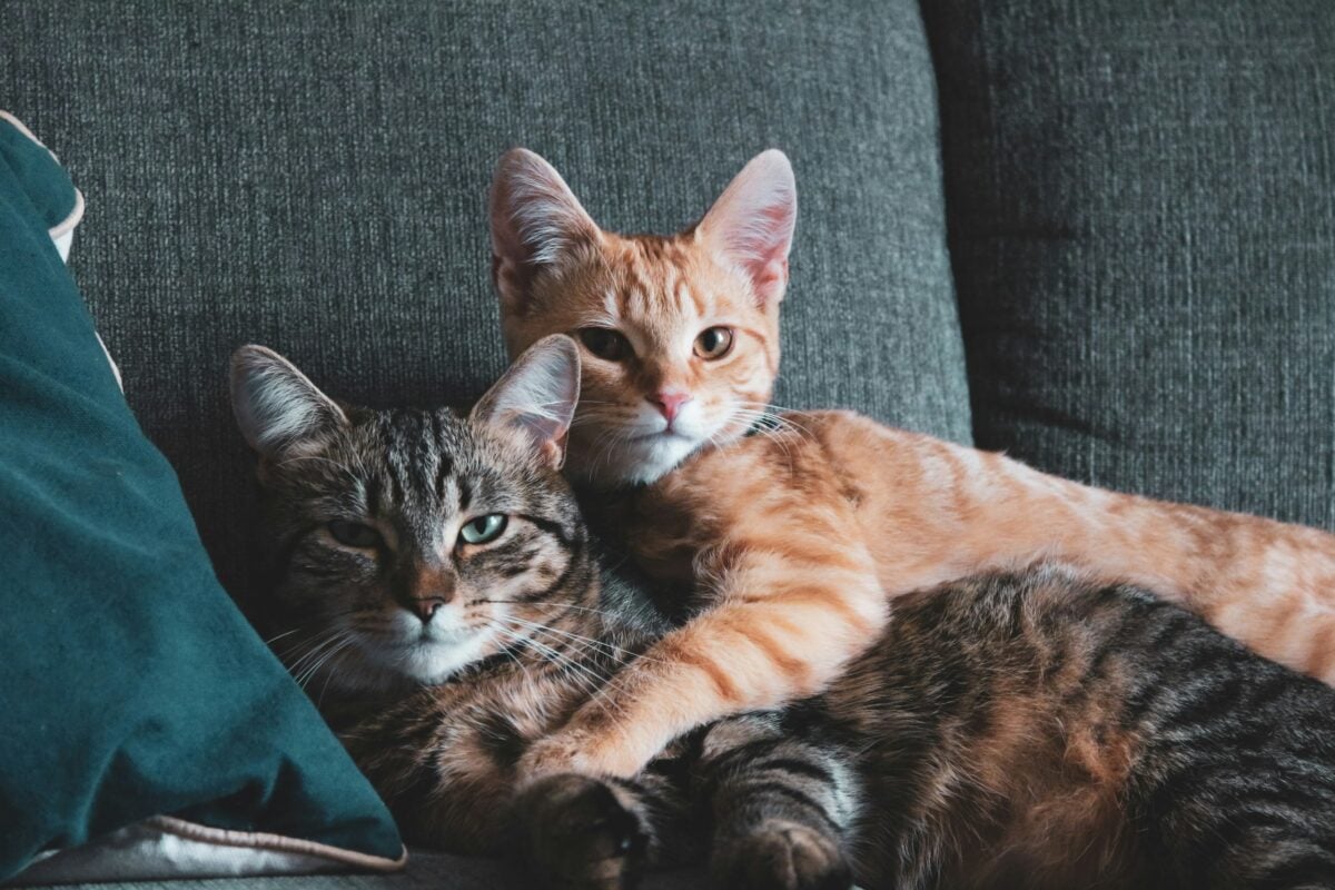 Two striped cats cuddling on a chair
