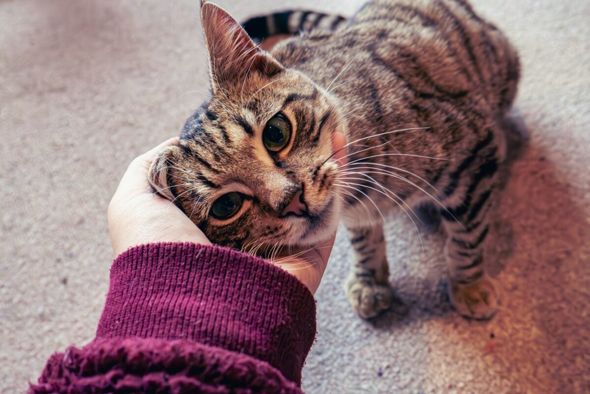 Striped cat with face in a person's hand. 