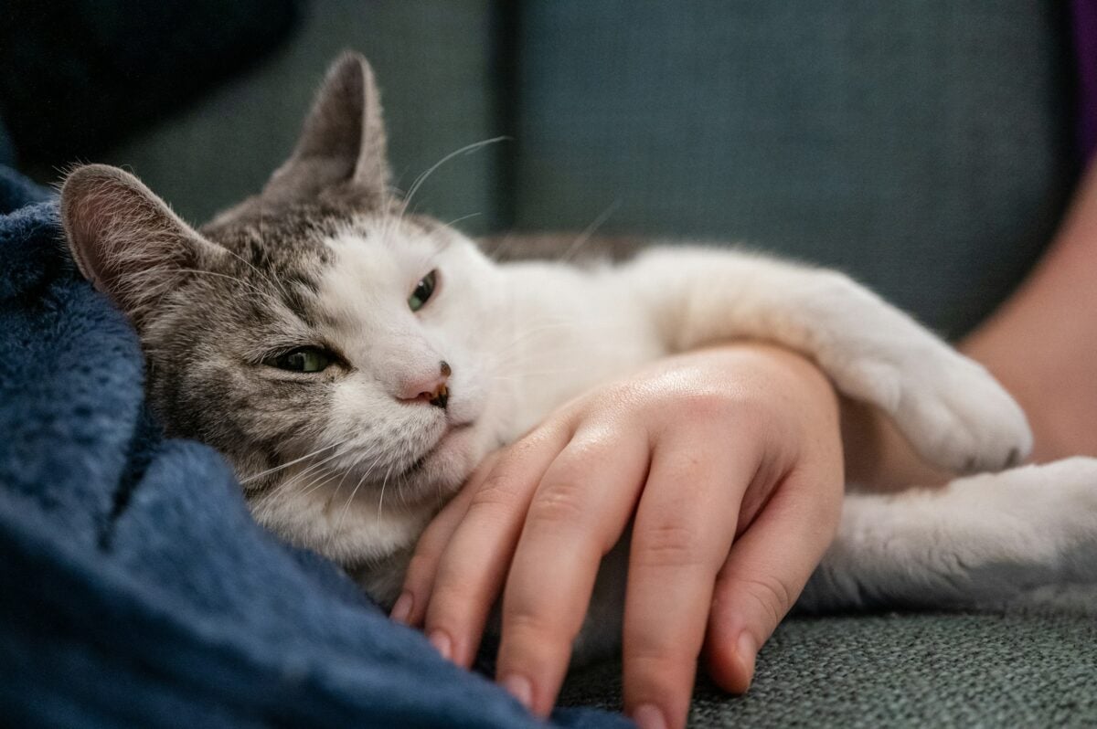 cat relaxing on an arm