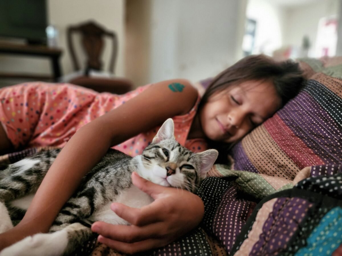 Little girl taking a nap in bed holding a gray and white tabby.