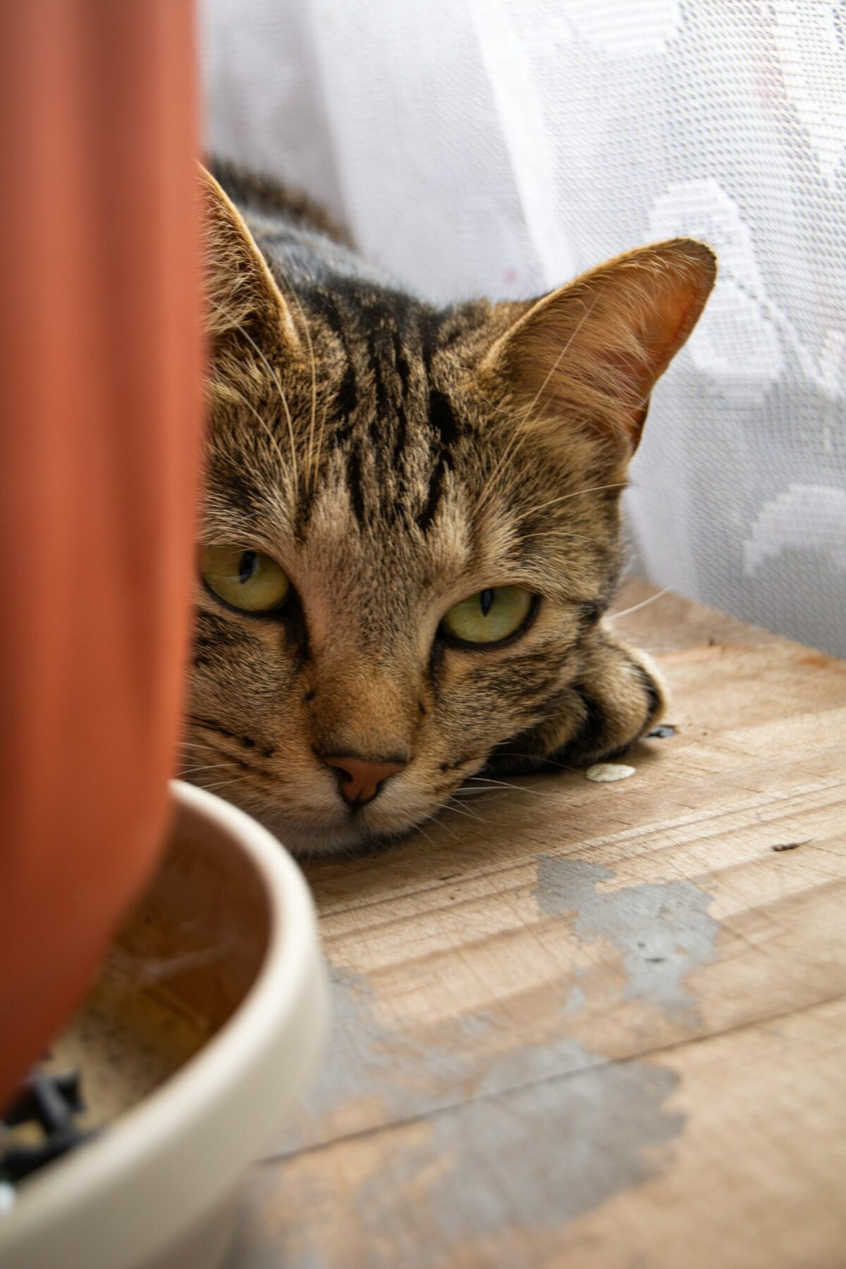 beautiful tabby cat lying on a wooden surface, with green eyes, looking sleepy