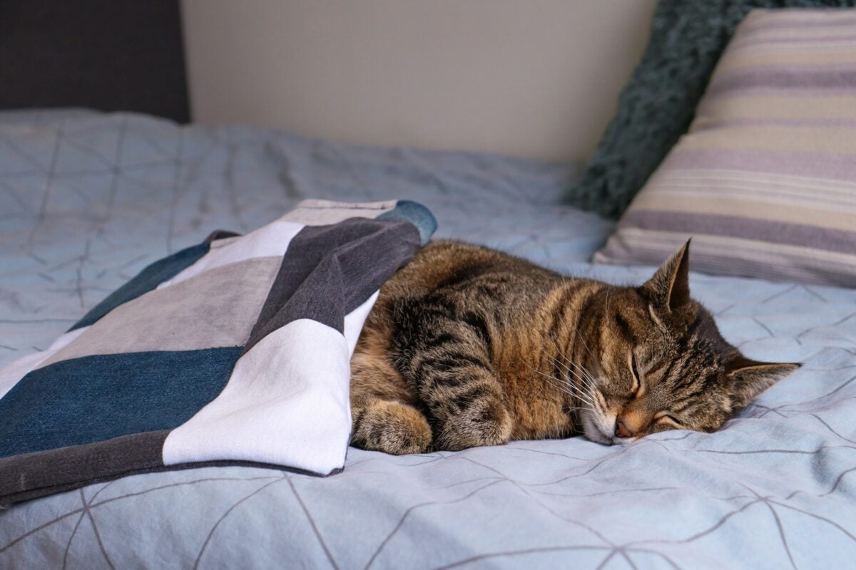 Brown cat laying in a bed under a blanket. 