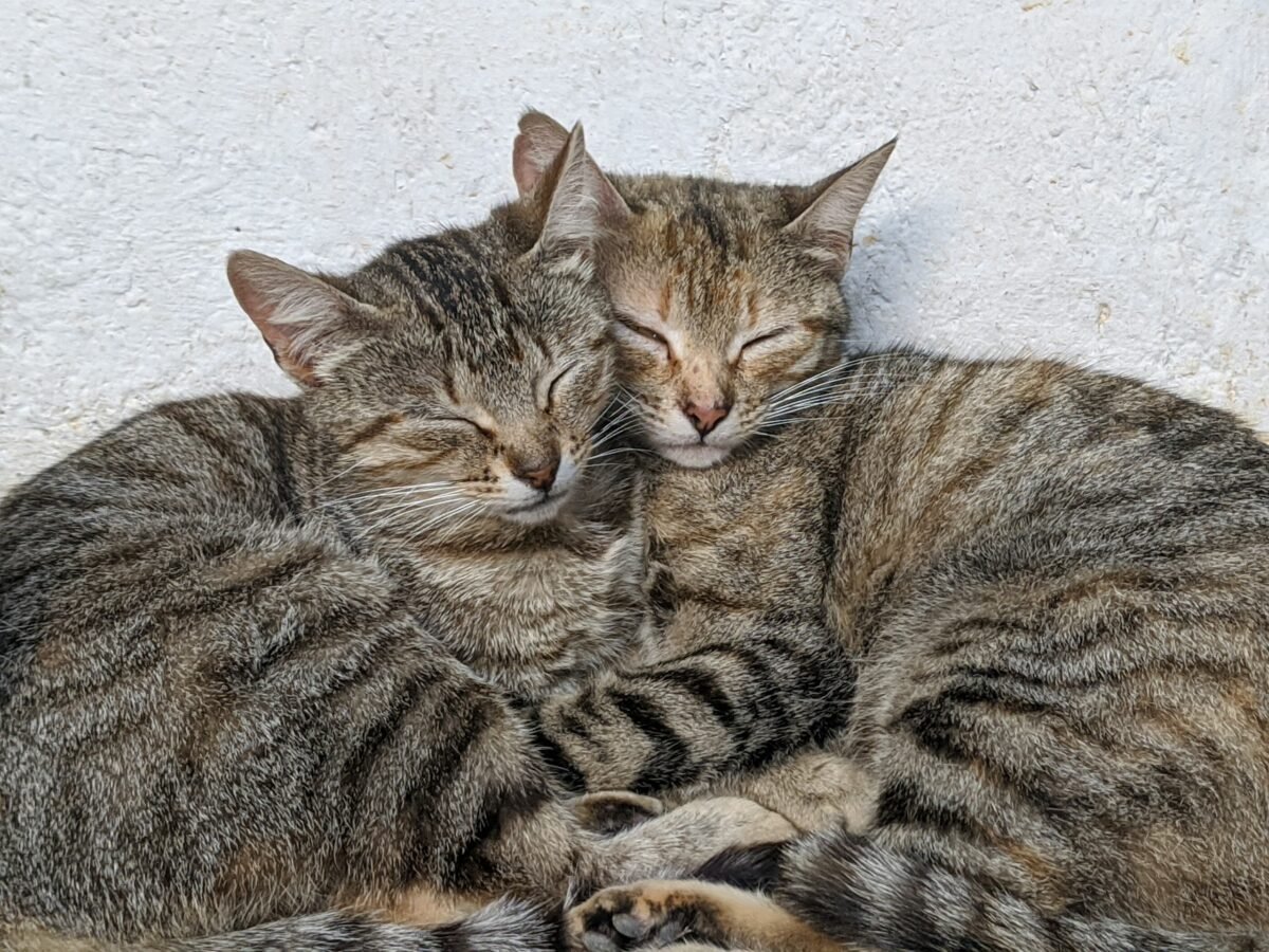 Two Tabby cats lying on the floor sleeping against each other.