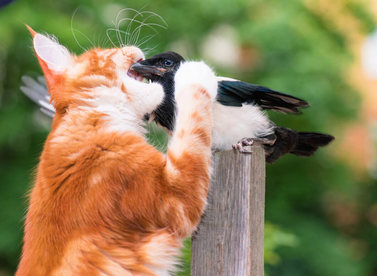 Cat hunted a bird