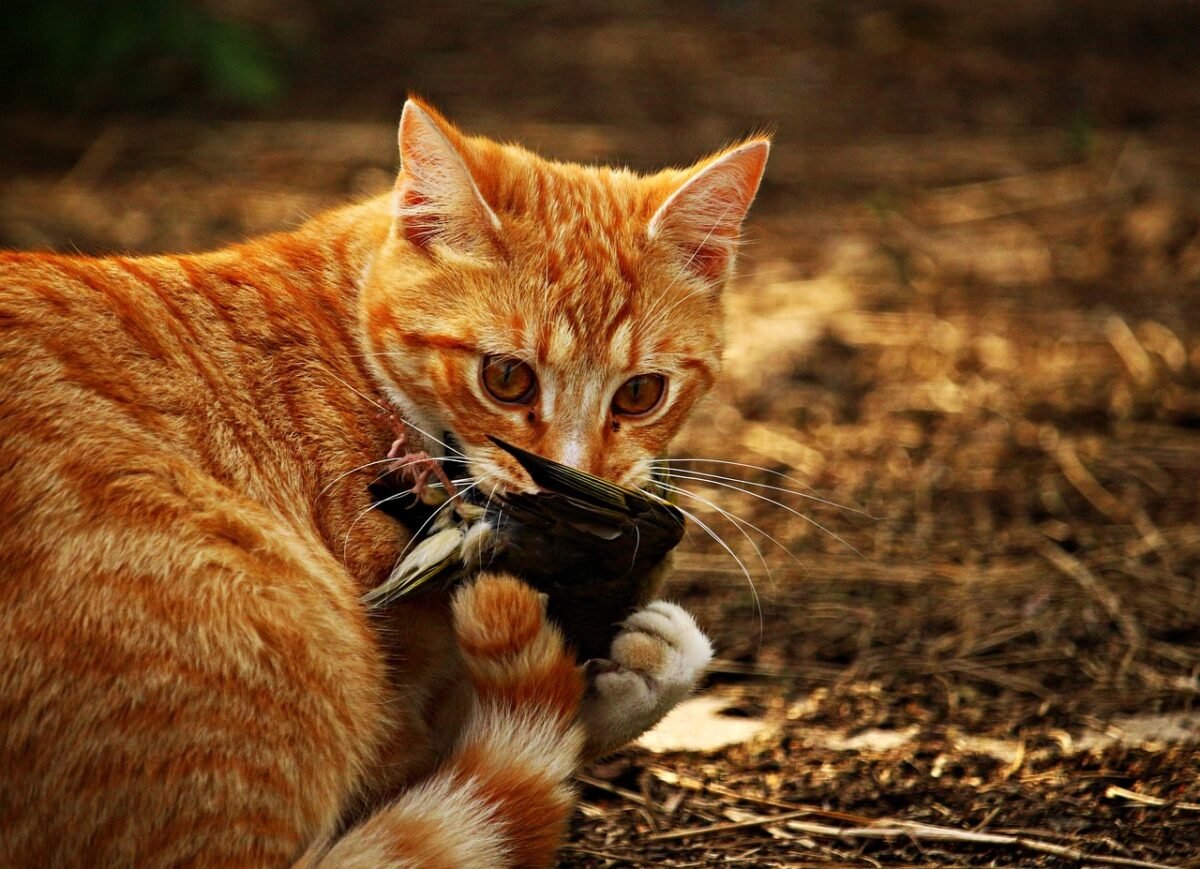 cat, animal, kitten, bird, prey, red tabby, red cat, tiger cat, domestic cat, pet, nature, young cat