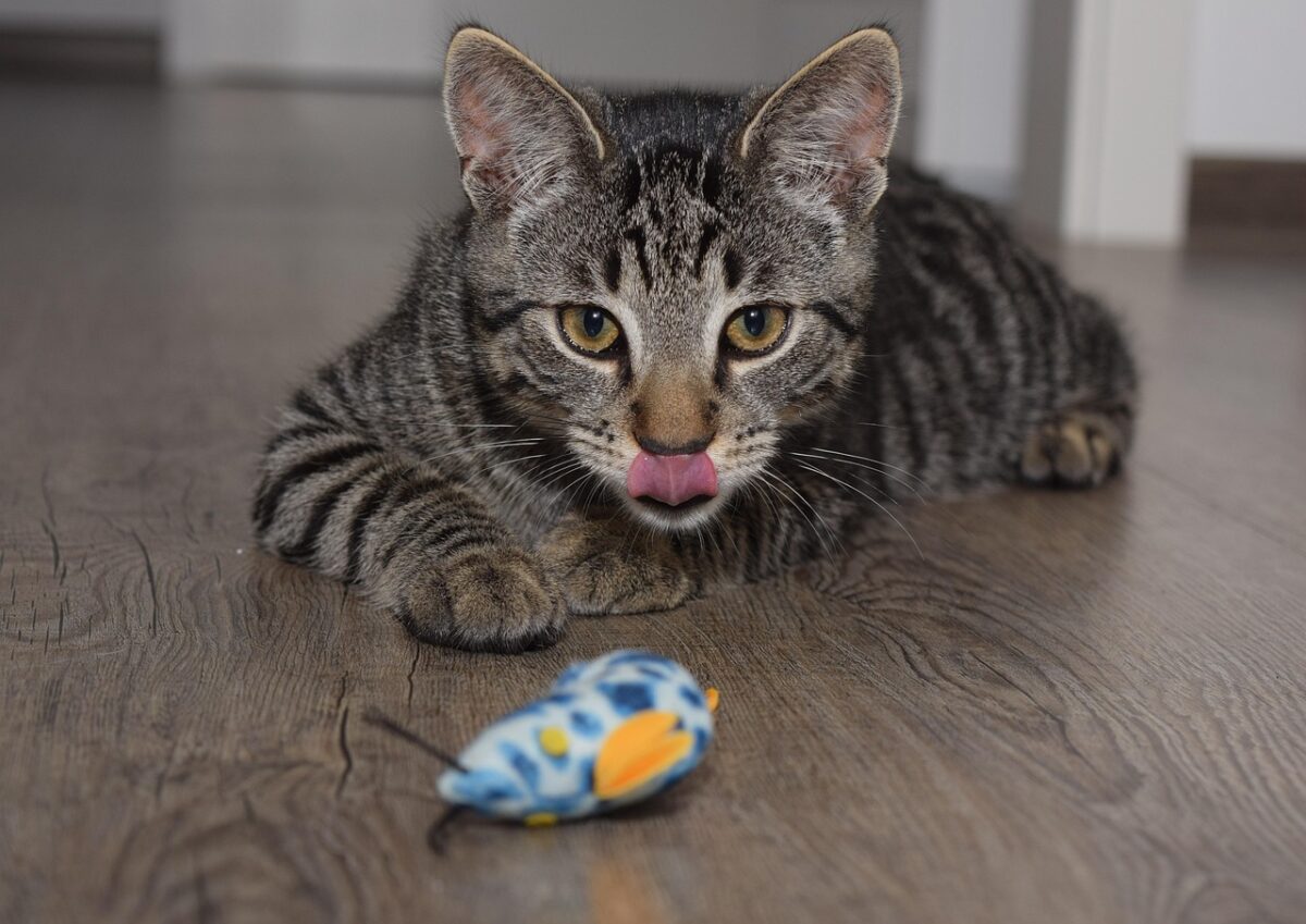 cat, mouse, animal, pet, nature, cute, catch, hunt, fun, domestic cat, attentive, lurk