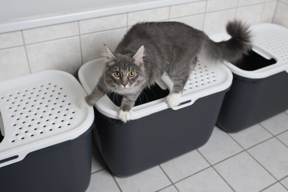 Multiple litter boxes all set up together.