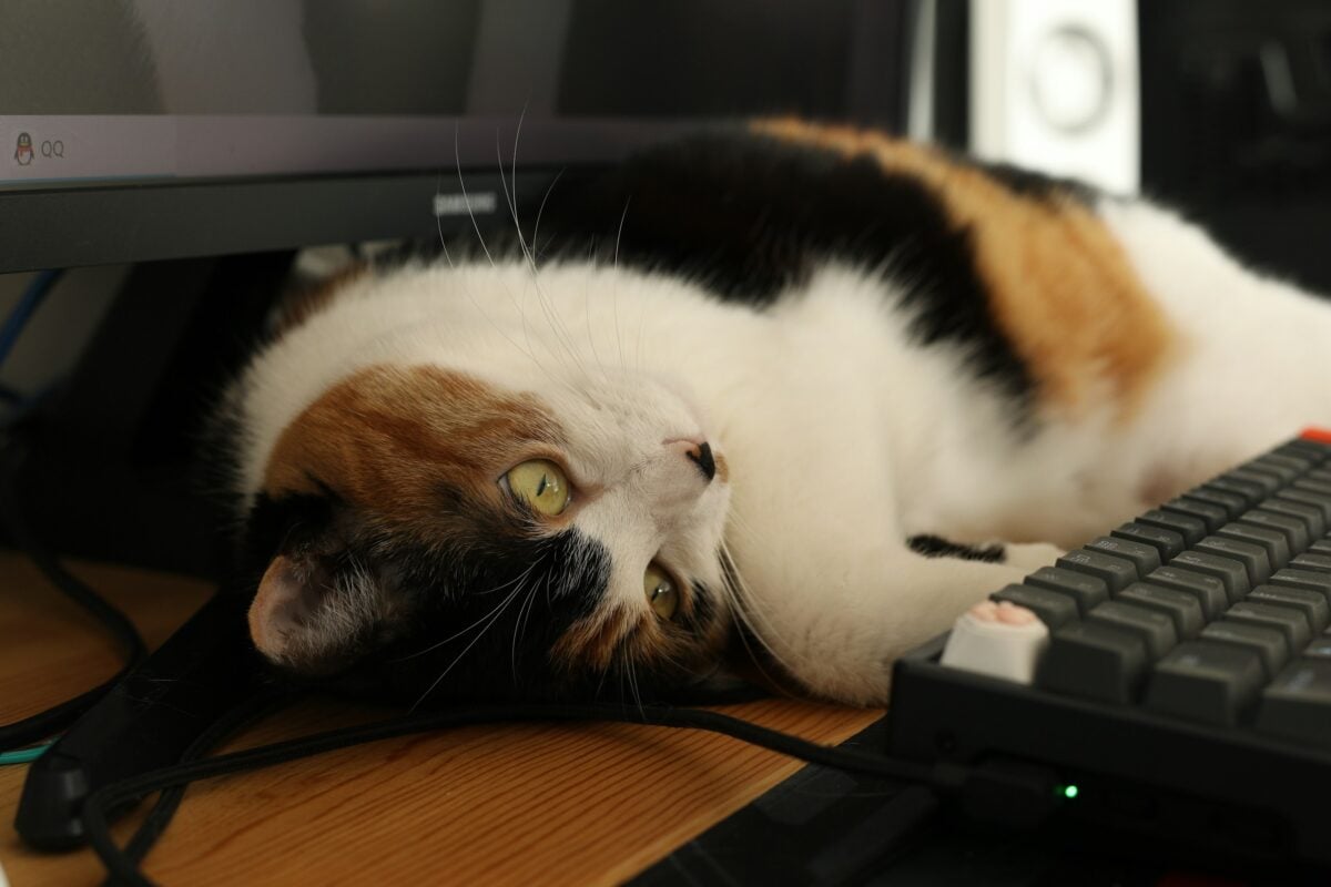 Cat on desktop keyboard.