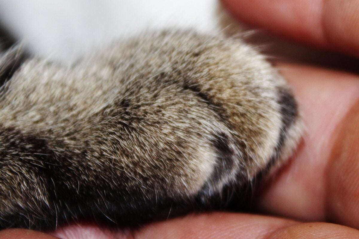 cat, paw, close up, hand, trust, shake hands, cat's paw, trust, trust, trust, trust, trust, shake hands