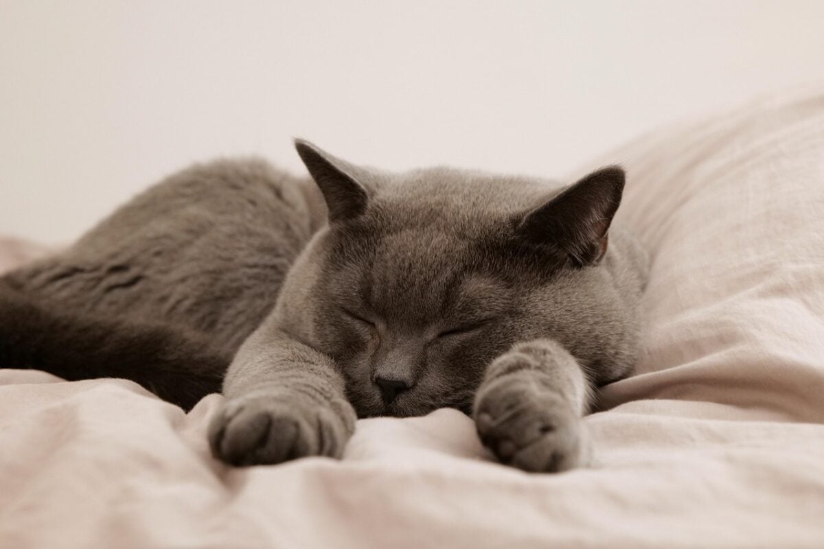 cat, pet, animal, domestic, feline, mammal, sleep, nature, bed, british cat, british shorthair, gray cat, sleeping cat, cat in bed