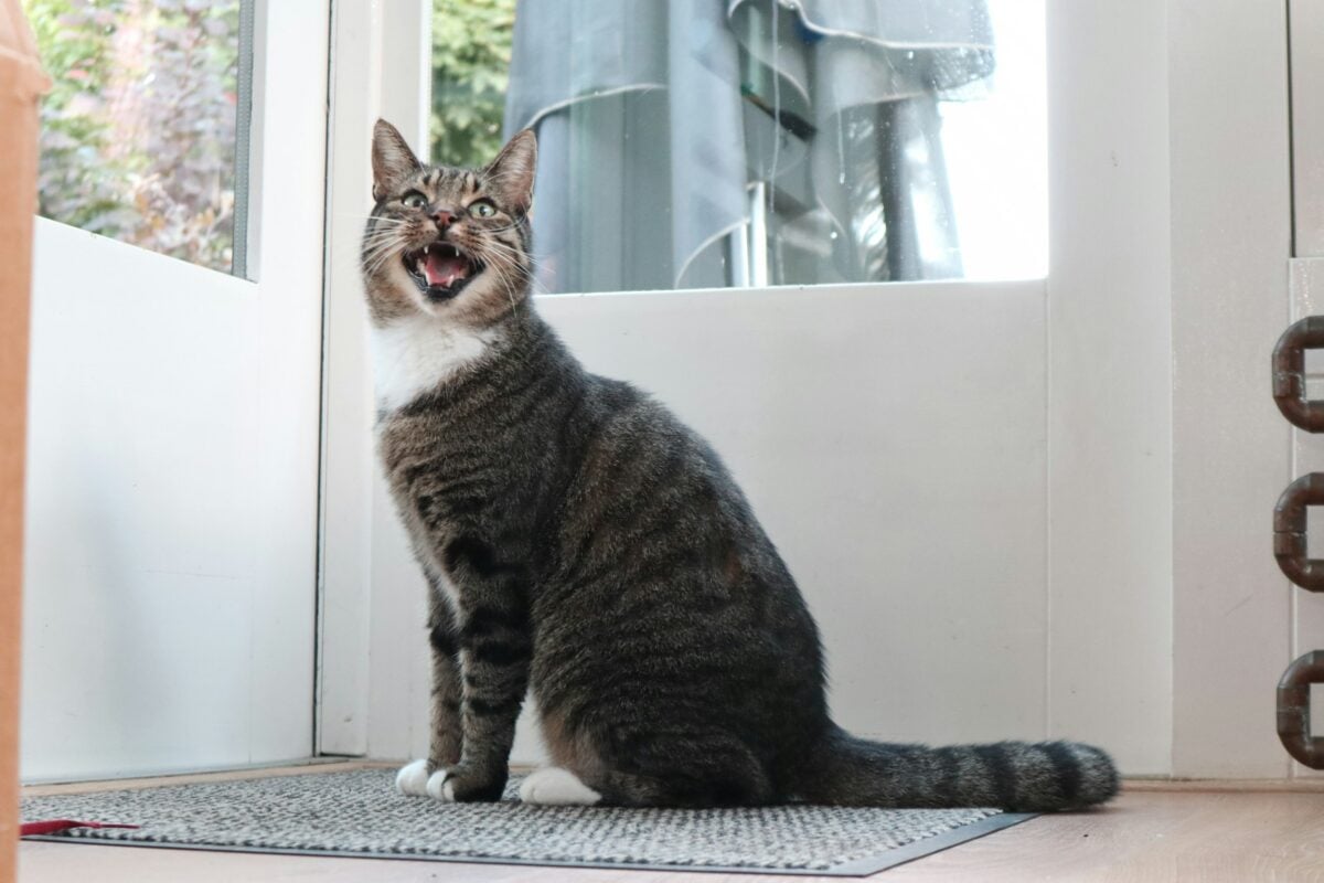 Cat meowing at door because they want to go outside.