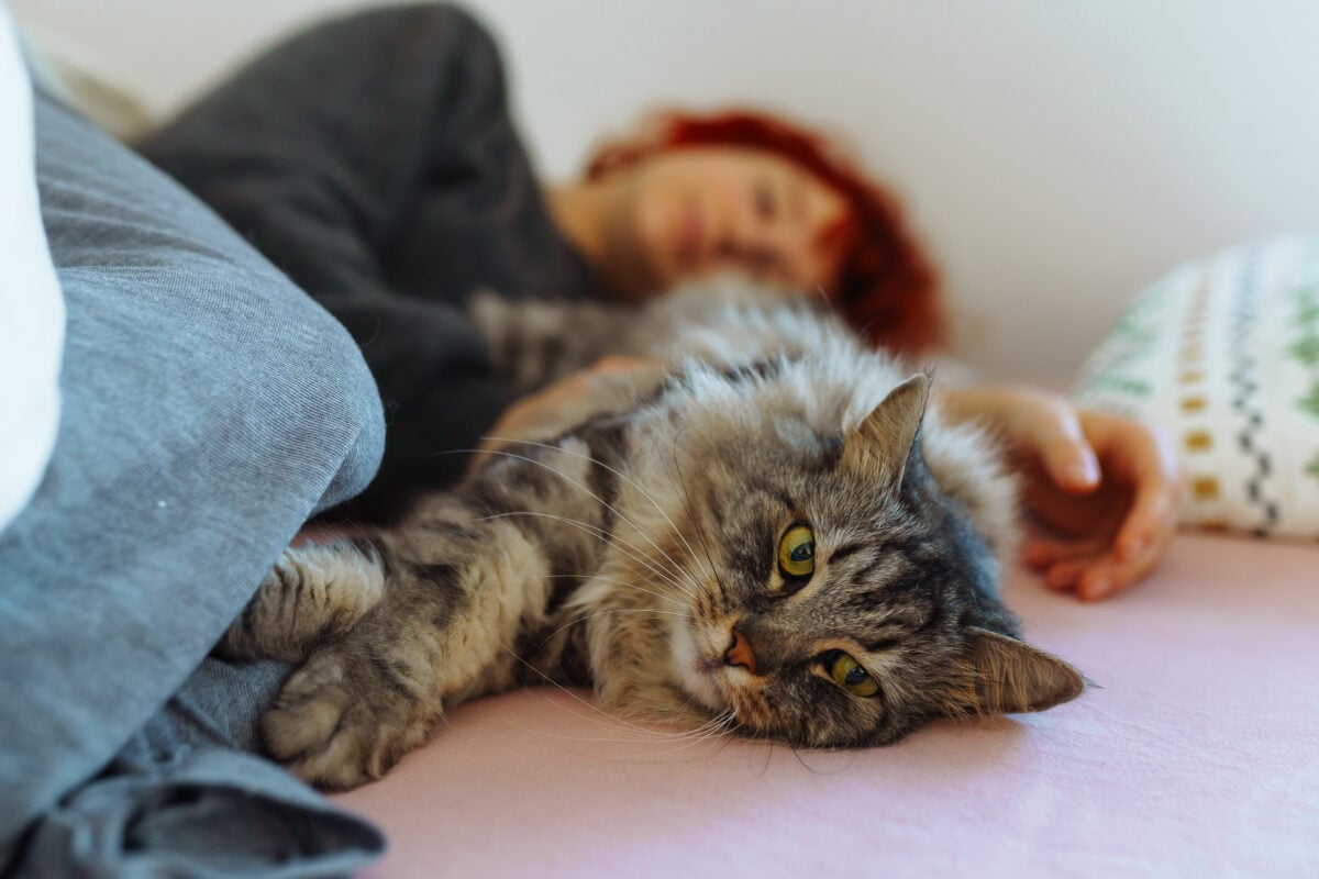 funny red-haired teenage girl, in morning in bed, massages domestic cat, hugs and kisses purring Maine Coon cat. Friendship between pet and its owner