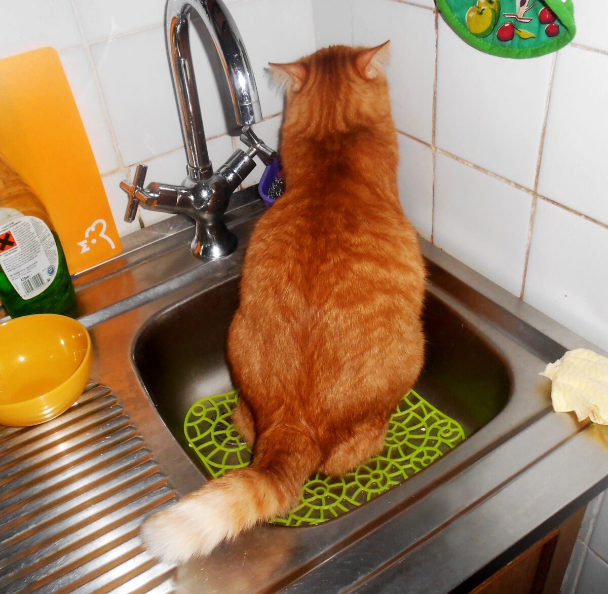 Red cat breaks the rules of hygiene. The kitten is harmful and pees in the sink. Ginger cat takes revenge for the offense. A young pet sitting in the washbasin.