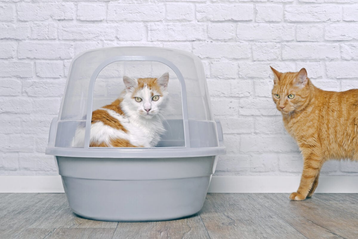 Red cat looks annoyed to a tabby cat in a closed litter box.
