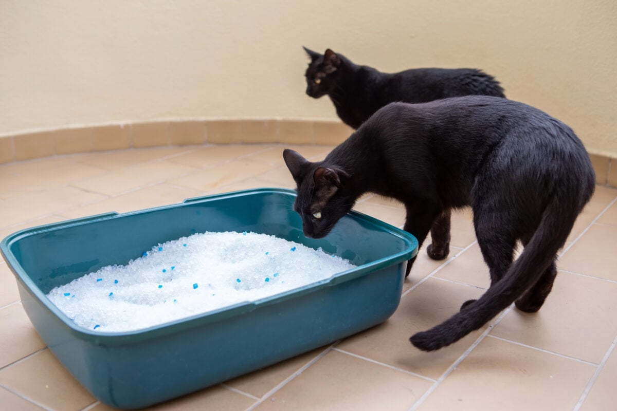 Two black cats going to relieve need in a box with silicone outdoors.